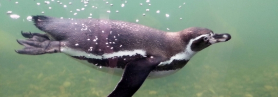 Guldborgsund Zoo – Nykøbing F.