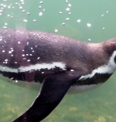Guldborgsund Zoo – Nykøbing F.