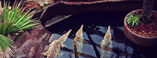 Krokodille Zoo – Eskilstrup