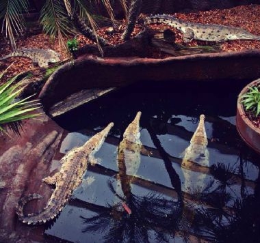 Krokodille Zoo – Eskilstrup